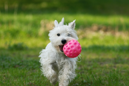 perro con pelota