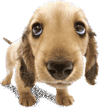 perrito regañado