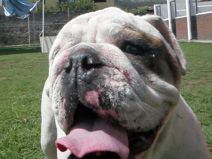 perro bulldog en la escuela
