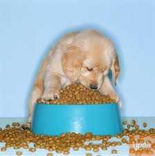 cachorro alimentandose